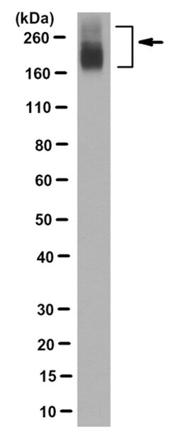 MilliporeSigma MRP2, Mouse, Unlabeled, Clone: 4C9.2, 100&mu;g; Unlabeled:Antibodies,